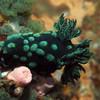 Picture taken during the dive