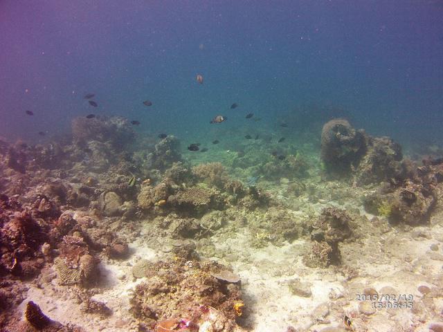 Planet Dive - Dive Center in Philippines