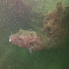 Picture taken during the dive