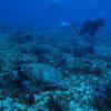 Picture taken during the dive