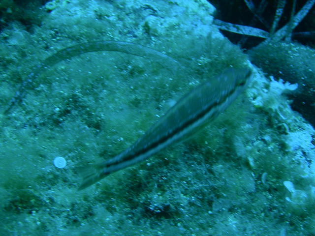 Scuba Dream - Dive Center in Italy