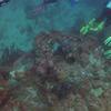 Picture taken during the dive