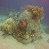 Picture taken during the dive