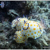 Picture taken during the dive
