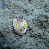 Picture taken during the dive