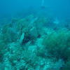 Picture taken during the dive