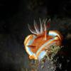 Picture taken during the dive