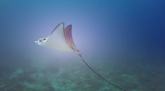 Evolution - Dive Center in Philippines