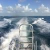 Picture taken during the dive