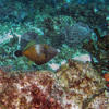 Picture taken during the dive