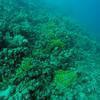 Picture taken during the dive