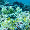 Picture taken during the dive