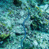 Picture taken during the dive