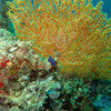Picture taken during the dive
