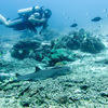 Picture taken during the dive