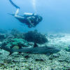 Picture taken during the dive