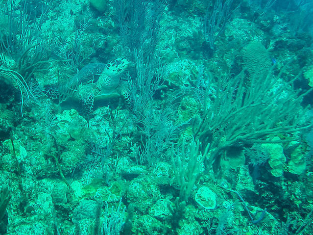 Pro Dive Mexico - Dive Center in Spain