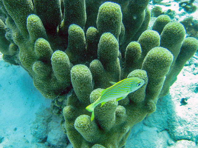 Toucan Diving - Dive Center