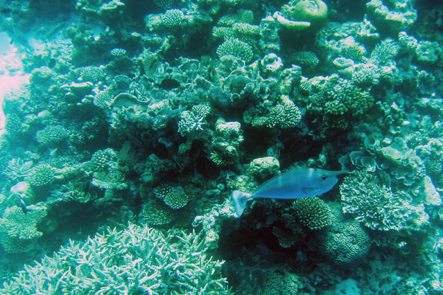 Eurodivers Maldives - Dive Center in Maldives