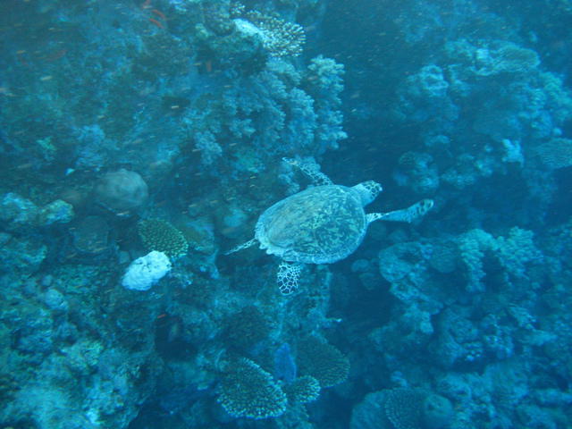 Blue Water Dive Resort - Dive Center