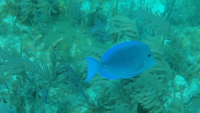 John Pennekamp Coral Reef State Park - Dive Center in United States