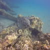 Picture taken during the dive