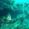 Picture taken during the dive