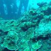 Picture taken during the dive