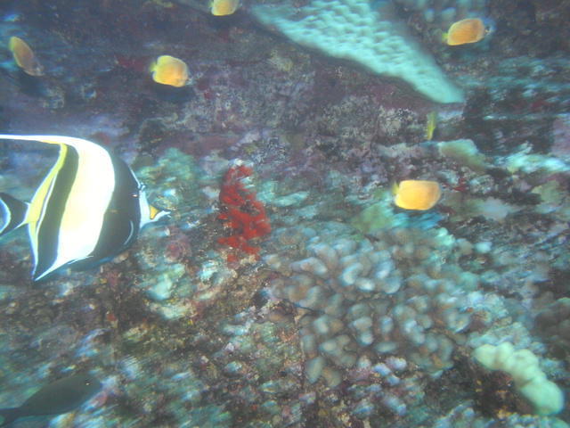 Scuba Shack Maui - Dive Center in United States