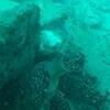 Picture taken during the dive