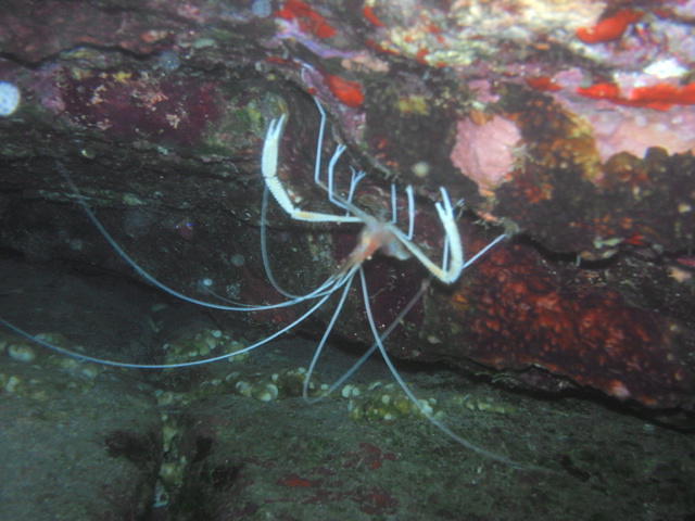 Scuba Shack Maui - Dive Center in United States