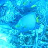 Picture taken during the dive