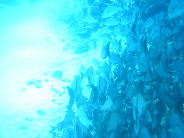 Phocea Mexico - Dive Center in United States