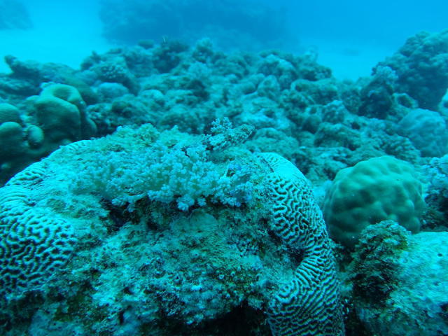 Liquid Dreams-Remora Diving Centre - Dive Center in Mauricio