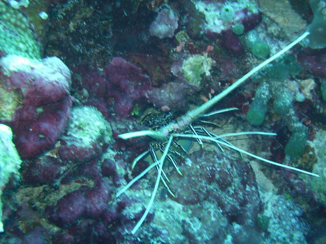Rashdoo Atoll Divers Kuramathi - Dive Center in Maldives