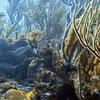 Picture taken during the dive