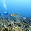Picture taken during the dive