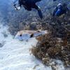 Picture taken during the dive