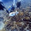 Picture taken during the dive