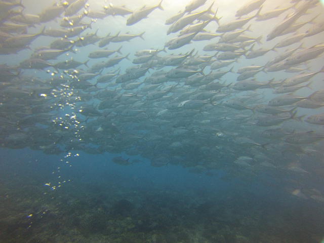 Hemisphere Sub - Dive Center in 法属波利尼西亚