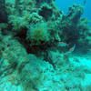 Picture taken during the dive