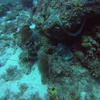 Picture taken during the dive