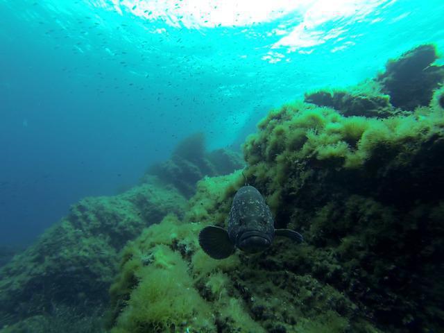 Cip Lavandou - Dive Center in France
