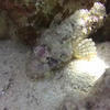 Picture taken during the dive