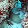 Picture taken during the dive