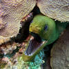 Picture taken during the dive
