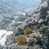 Picture taken during the dive