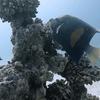 Picture taken during the dive