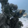 Picture taken during the dive