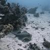 Picture taken during the dive